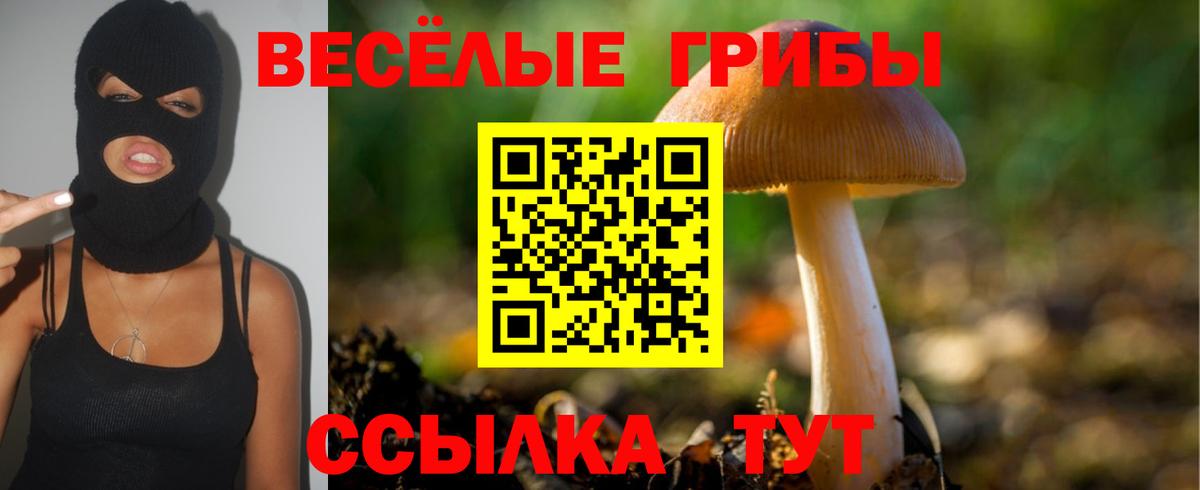 Псилоцибиновые грибы Psilocybine cubensis Североморск